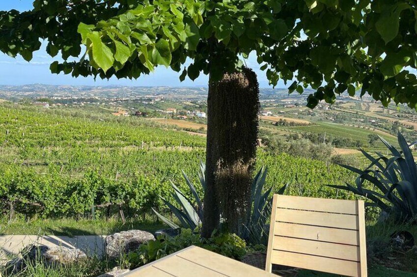 Marche and Abruzzo Private Winery Tour