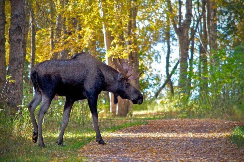 Bull Moose!