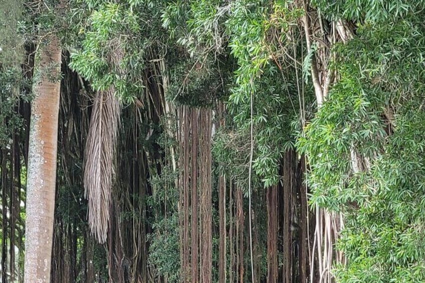 Shared Walking Tour in Liliʻuokalani Gardens and Coconut Island