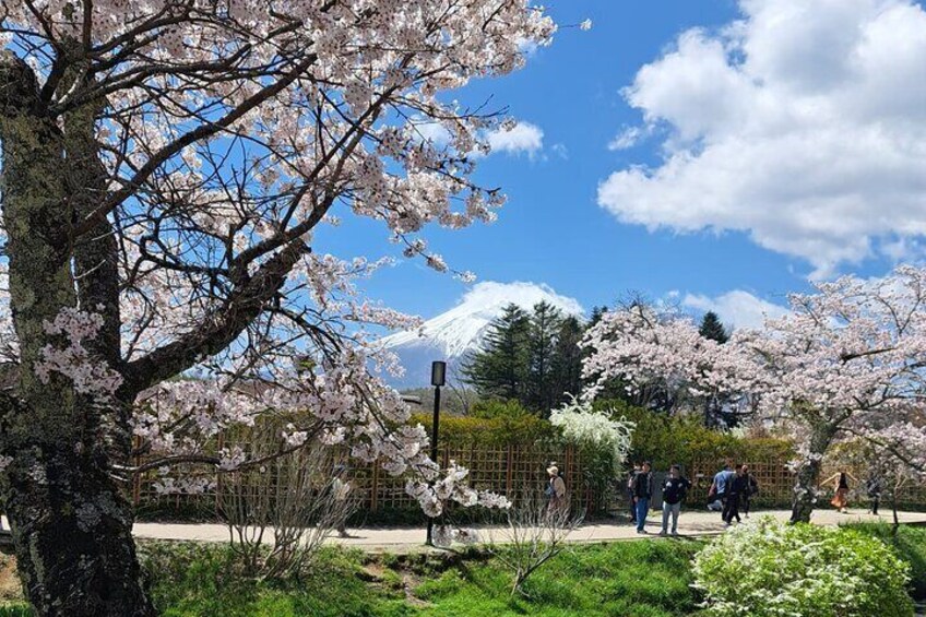 Private Tour in Mt Fuji with English Speaking Driver