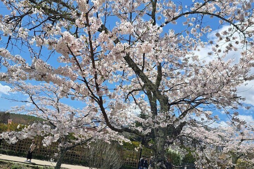 Private Tour in Mt Fuji with English Speaking Driver