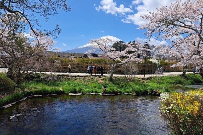 Private Tour in Mt Fuji with English Speaking Driver