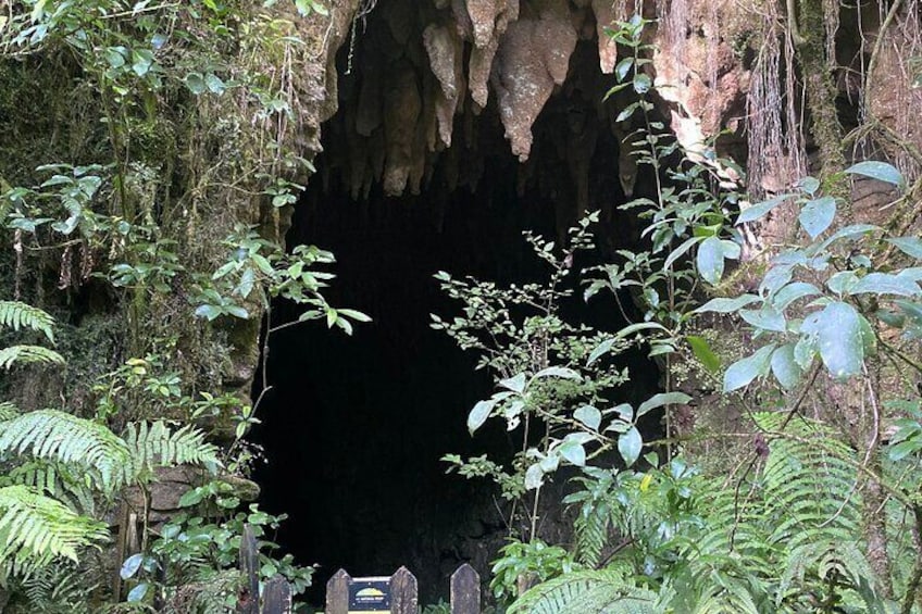 Waitomo Glowworm and Cave Small Group Tour 