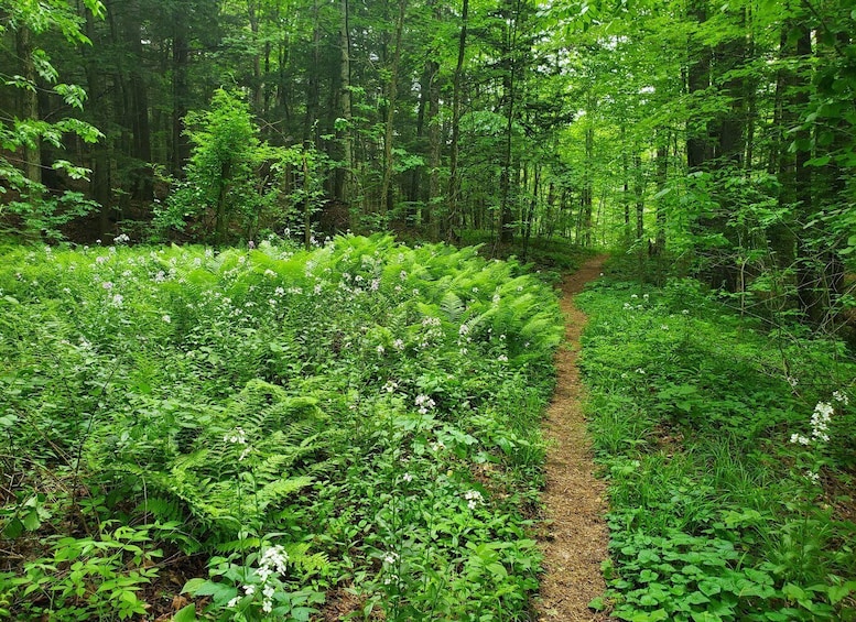 Picture 4 for Activity Nature Immersion at a Forest Sanctuary with Private Guide