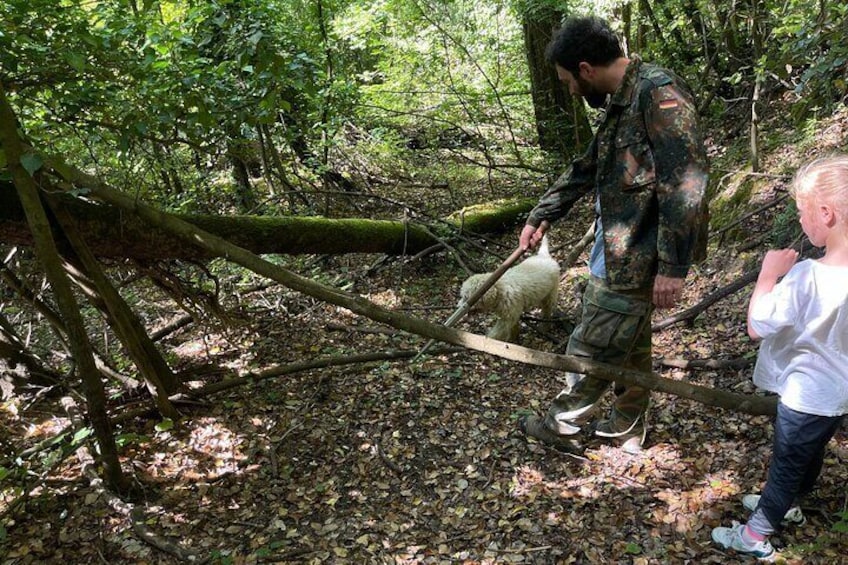 The truffle dog (in the photo Aki, my Lagotto Romagnolo), has to sift through the entire forest to smell the scent of the truffle...