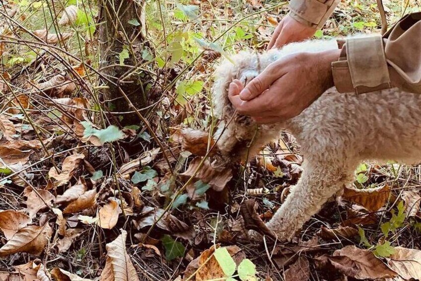 When Aki starts digging you always hope it's a big truffle...