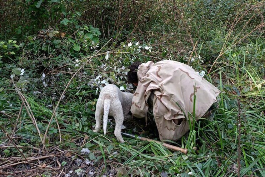 In some cases the truffle is deep and requires a long time to be extracted...