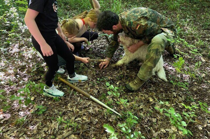 The truffle must be delicately dug out of the ground so as not to break it...