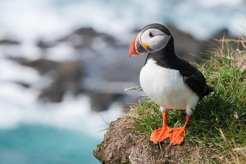 Puffin in Vestmannaeyjar