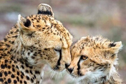 Cape Town: Cheetah Outreach and Award-Winning Winelands Tour