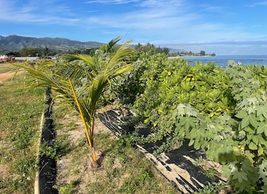 Oahu: Shoreline Restoration Tour w/ Native Plants & Animals