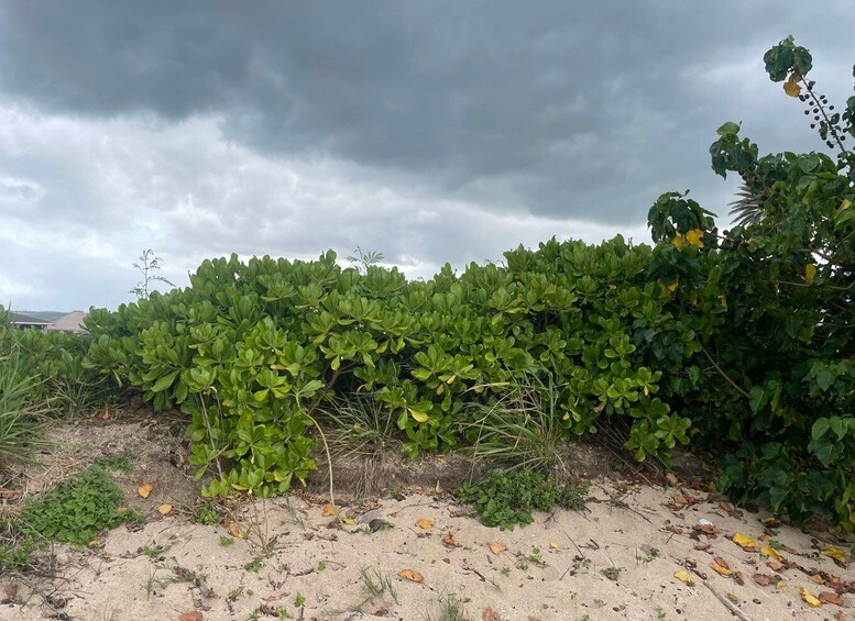 Picture 2 for Activity Oahu: Shoreline Restoration Tour w/ Native Plants & Animals