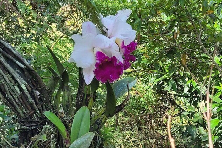 Hummingbird and Orchid Watching 1 hour from Bogotá