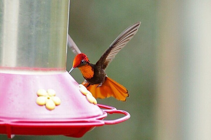 Hummingbird and Orchid Watching 1 hour from Bogotá