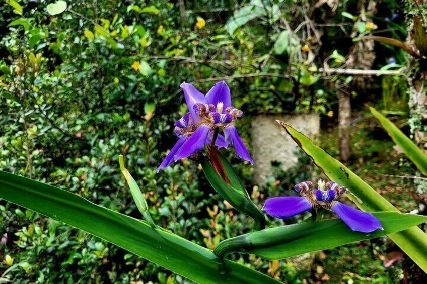 Hummingbird and Orchid Watching 1 hour from Bogotá