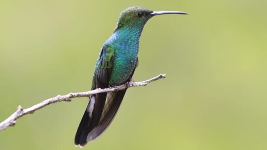 Hummingbird and Orchid Watching 1 hour from Bogotá