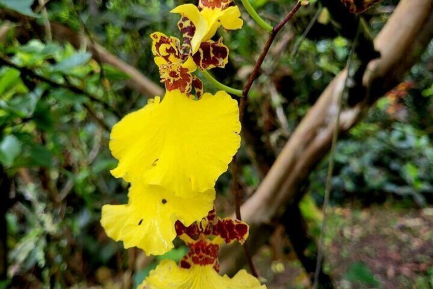 Hummingbird and Orchid Watching 1 hour from Bogotá