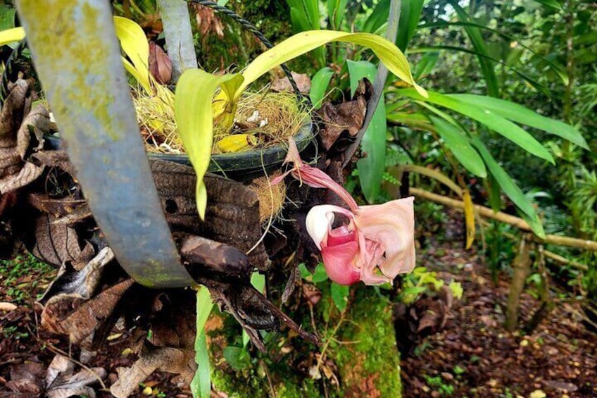 Hummingbird and Orchid Watching 1 hour from Bogotá