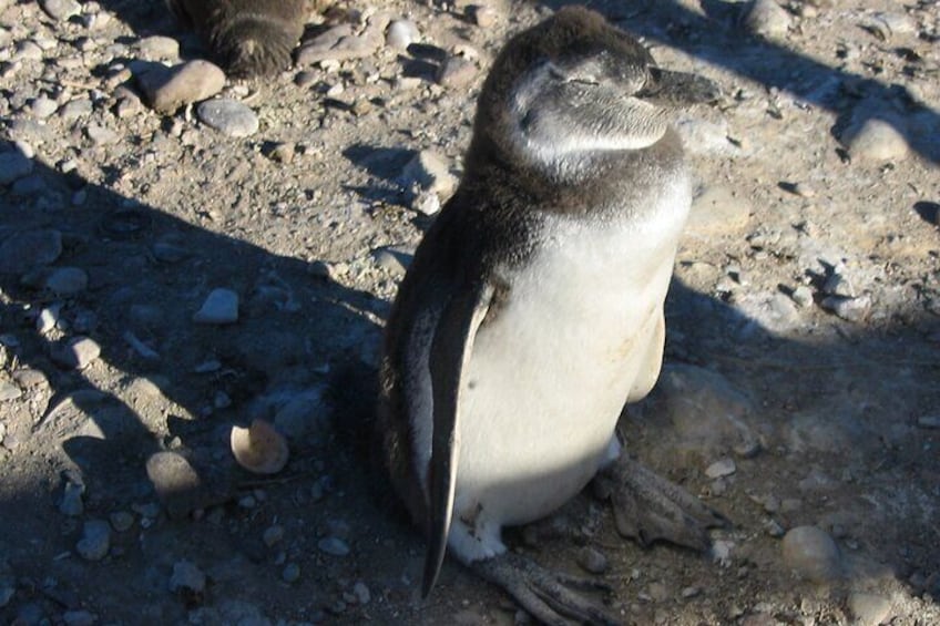 Punta Tombo Cruise Excursion with Penguins