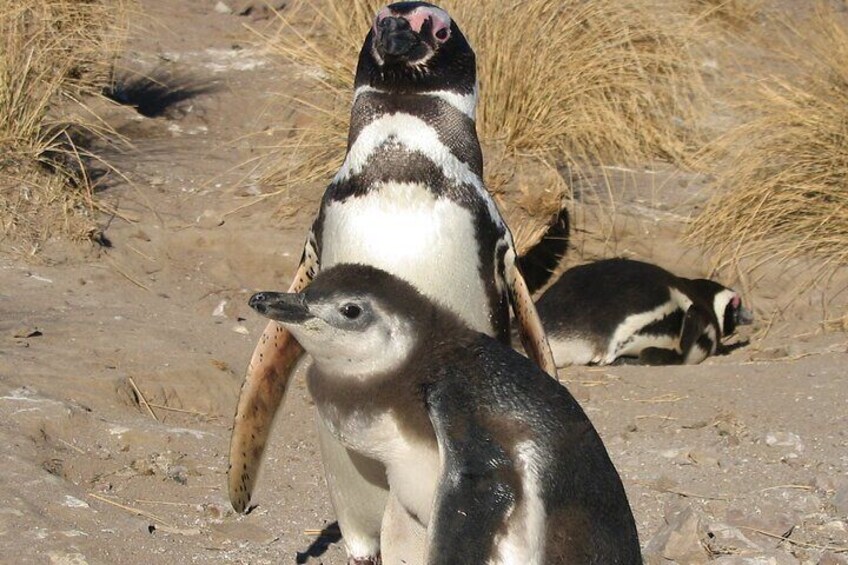 Punta Tombo Cruise Excursion with Penguins