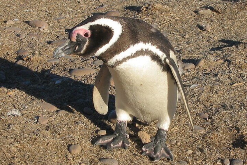 Punta Tombo Cruise Excursion with Penguins