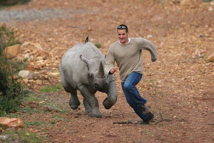 running of the rhino's