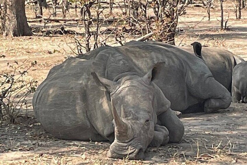 Combo Tour,white rhinos Encounter and Guided tour of The Falls 