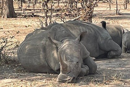 Victoria Falls & Safari Adventure: Both Sides Tour + Rhino Walk