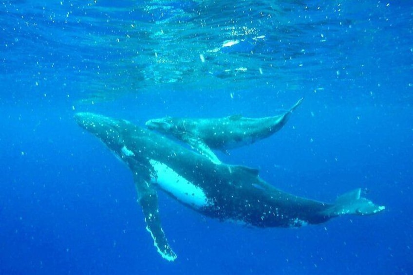 A mother and her baby climbing to the surface to breathe