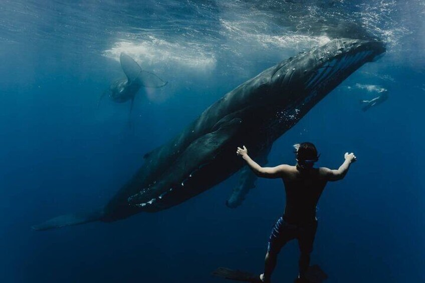 Humpback whale tour - Watch and swim with humpback whales