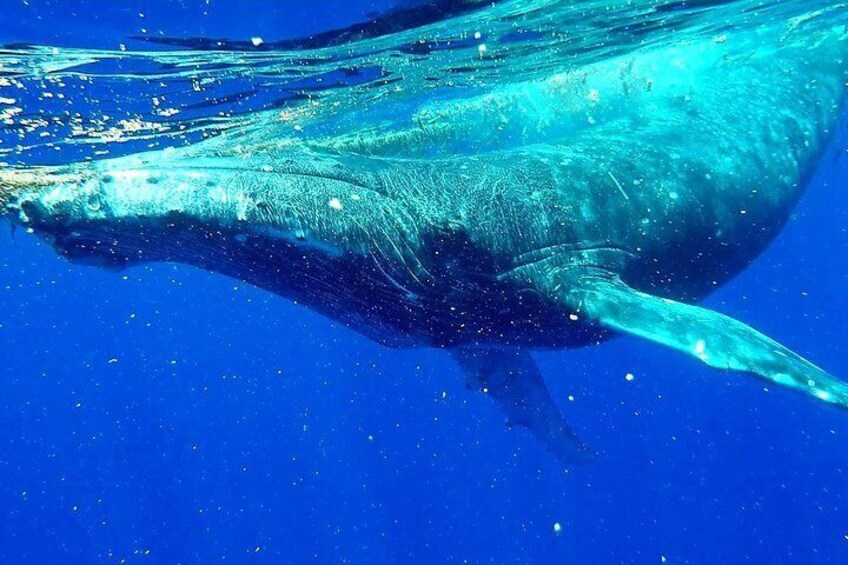 Humpback whale tour - Watch and swim with humpback whales