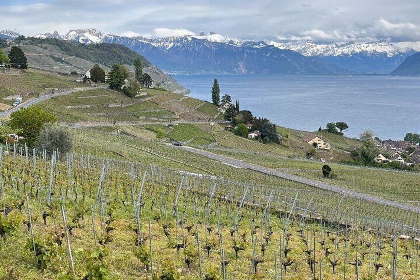 Walking amongst the vines of Lavaux