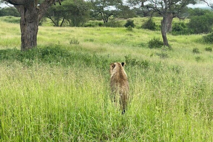 4 Days Zanzibar-Tarangire, Ngorongoro & Serengeti Luxury Tour