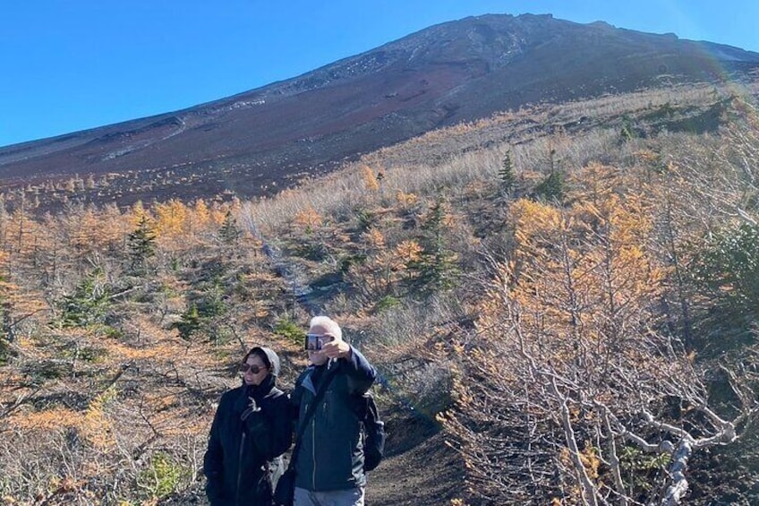 The color of the leaves turn into yelow in fall and the contrast with Mt.Fuji is beautiful!