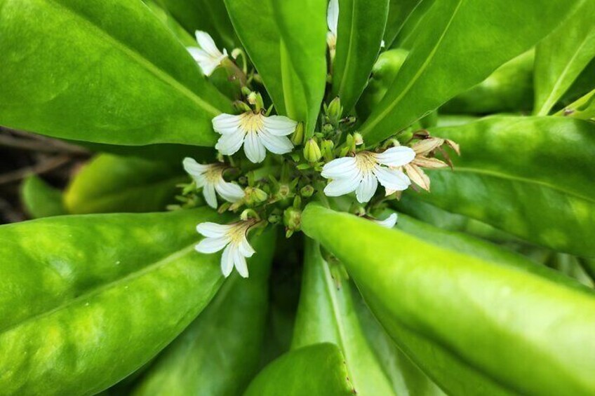 Natural Skin Care Making with Hawaiian Herbs and Oils