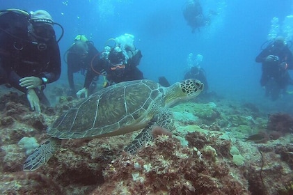 First Diving Experience Try Dive