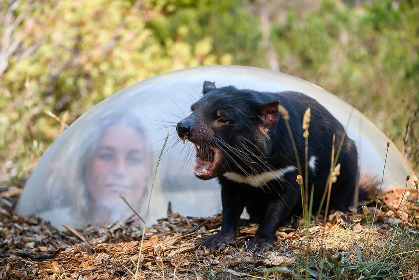 Tasmania: Tasmanian Devil Unzoo General Admission Ticket