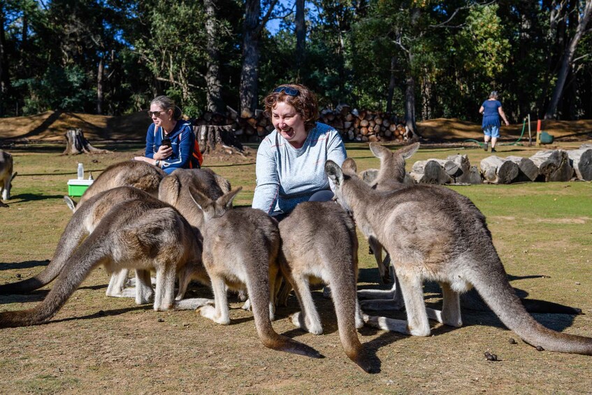 Picture 3 for Activity Tasmania: Tasmanian Devil Unzoo General Admission Ticket