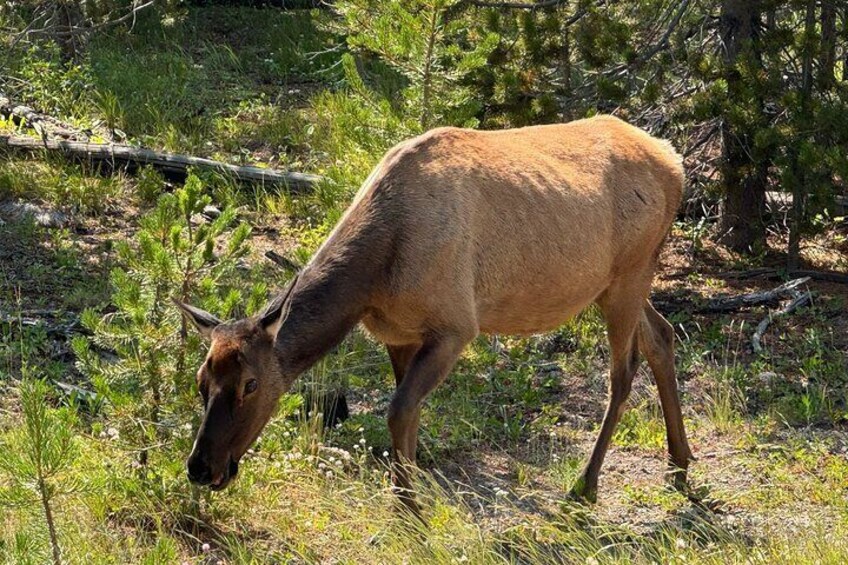 The Full Yellowstone 2 day Private Upper+Lower loop Tour Fr.Cody 