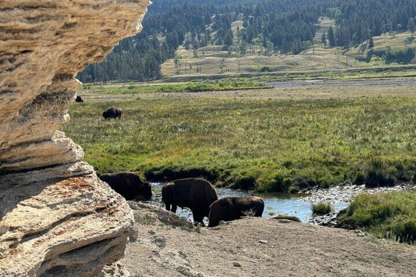The Full Yellowstone 2 day Private Upper+Lower loop Tour Fr.Cody