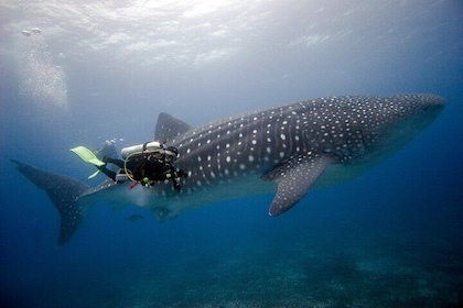 8 Day Full Pack Galapagos Multi-Sport Adventure (4-5 Island Tour)