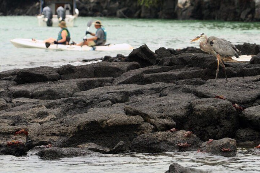 8 Day Full Pack Galapagos Multi-Sport Adventure (4-5 Island Tour)