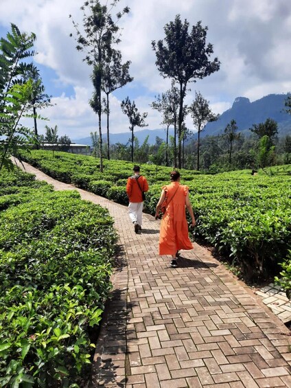 Sri Lanka : Kandy to Nuwara eliya Day Tour