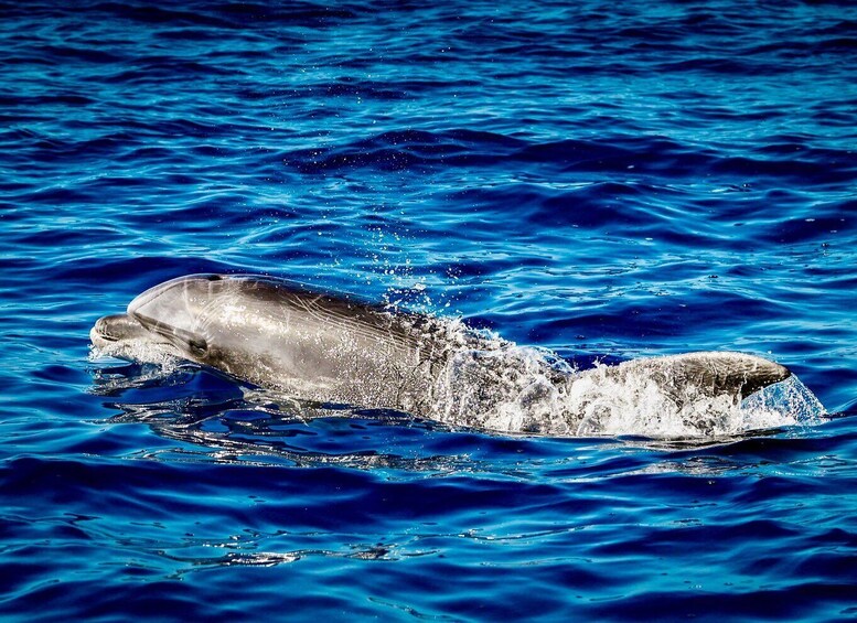 Picture 5 for Activity From Can Picafort: Dolphin Watching and Cave Boat Trip