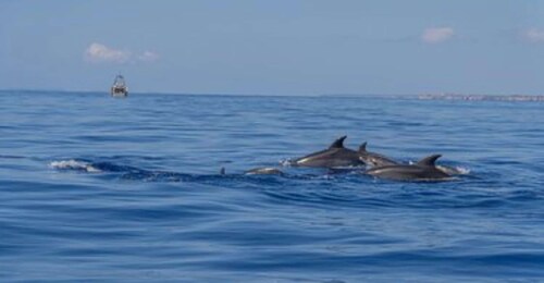 From Can Picafort: Dolphin Watching and Cave Boat Trip