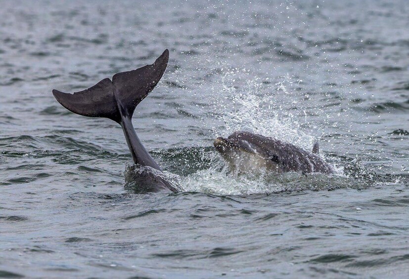 Picture 10 for Activity From Can Picafort: Dolphin Watching and Cave Boat Trip