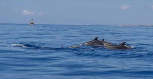 From Can Picafort: Dolphin Watching and Cave Boat Trip