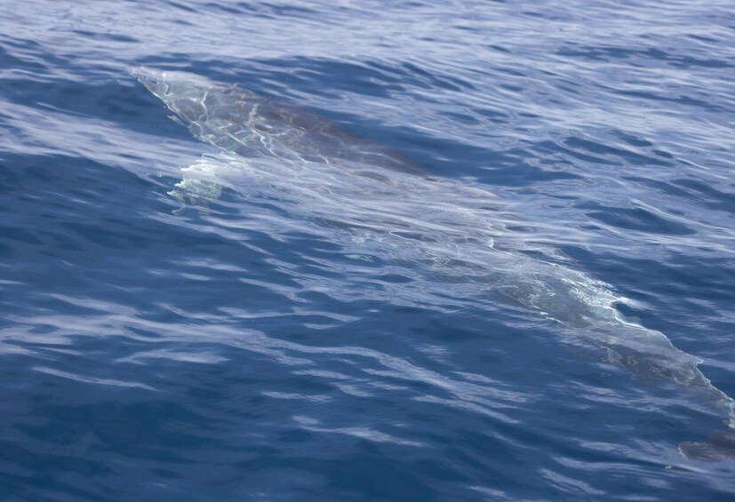 Picture 11 for Activity From Can Picafort: Dolphin Watching and Cave Boat Trip