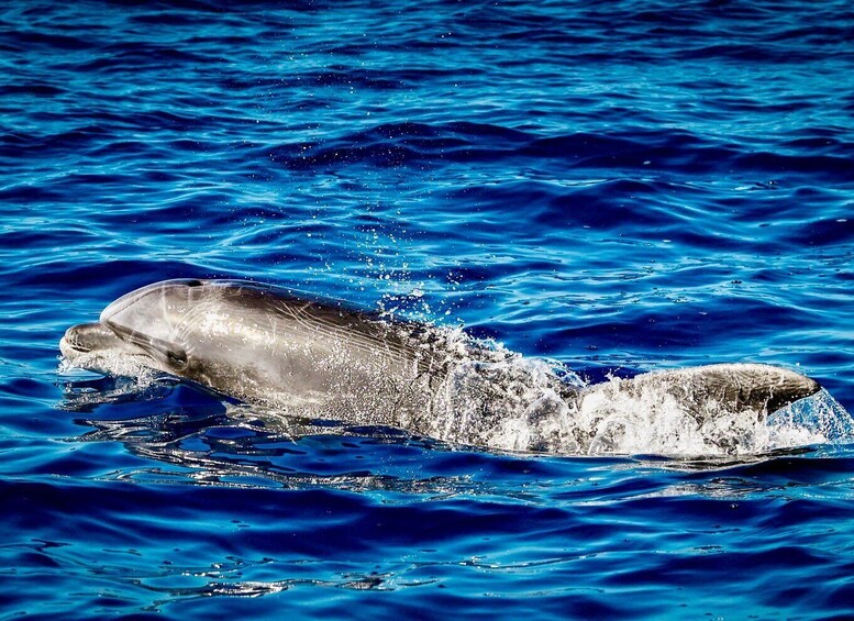 Picture 5 for Activity From Can Picafort: Dolphin Watching and Cave Boat Trip