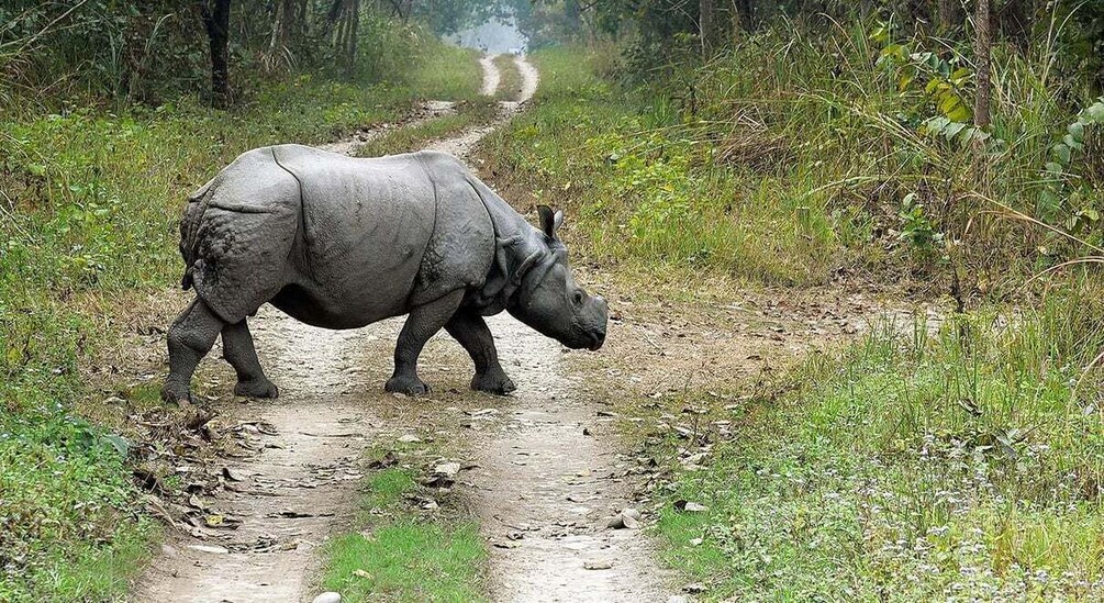 Picture 2 for Activity 2 Night 3 Days Chitwan National Park/From Kathmandu/Pokhra